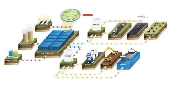 CARBON CHAIN: How carbon dioxide and algae can be used to help produce biofuels.