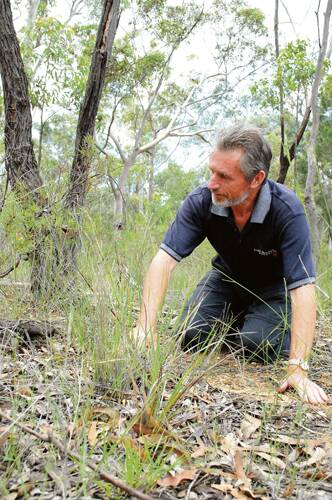 ANNOUNCEMENT WELCOMED: Australasian Orchid Society national conservation officer Alan Stephenson said it was important a rare orchid known as Spring Tiny Greenhood got Federal Government protection.