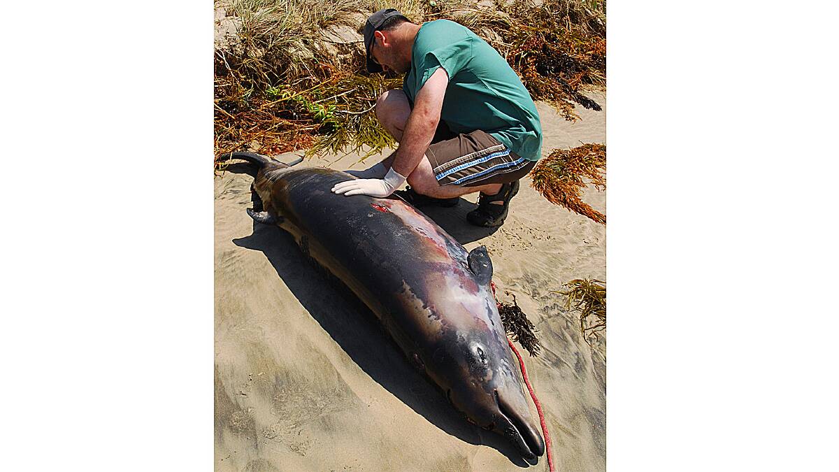 CLUES: Nowra vet Justin Clarke examines one of the Grey’s beaked whales that washed up on Kioloa’s Racecourse Beach last Thursday. Photo: MIKE JARMAN