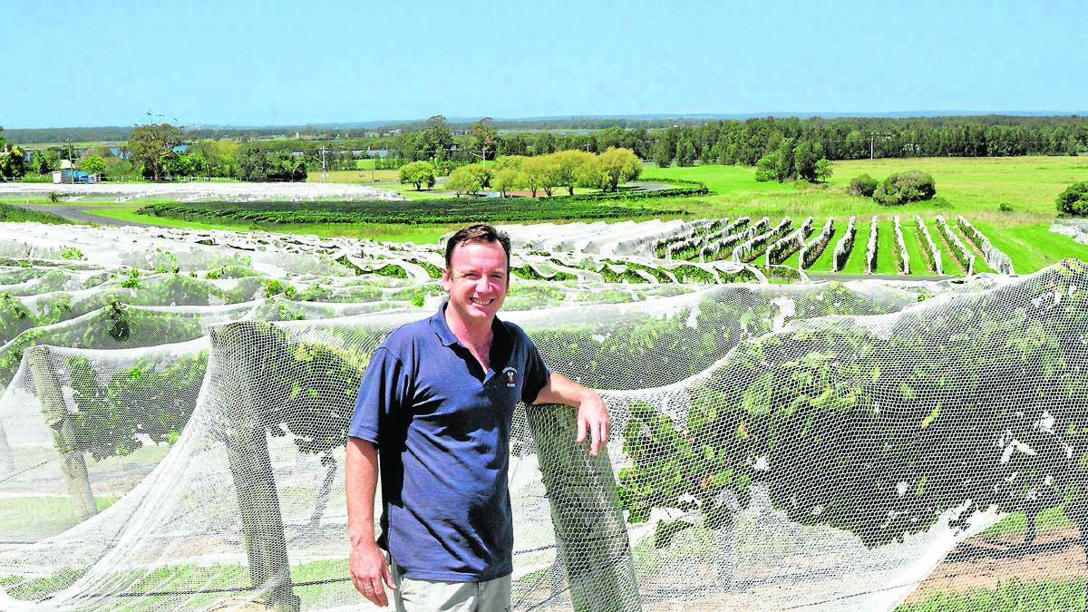 NET RETURN: Cellar door manager at Coolangatta Estate Wines, Ben Wallis, with some of the grapes due to be harvested.