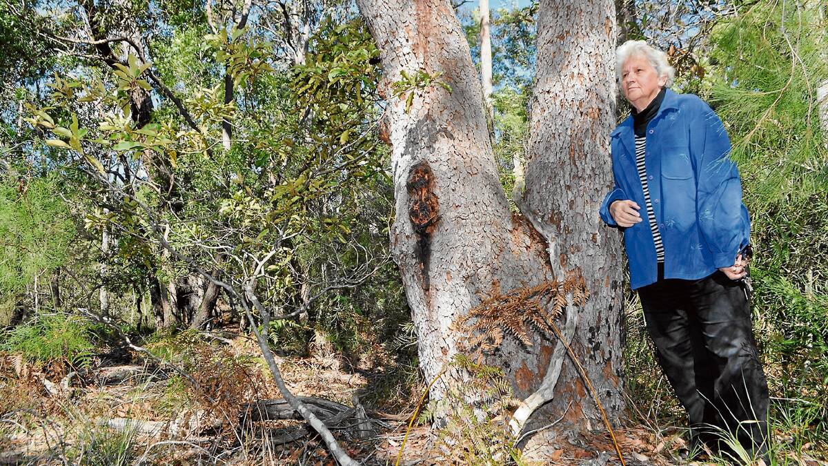 POLITICAL BOMBSHELL: Gilmore MP and Shoalhaven Mayoral candidate Jo Gash in the bushland at the proposed parallel West Cambewarra Road link road option she has announced she will support.