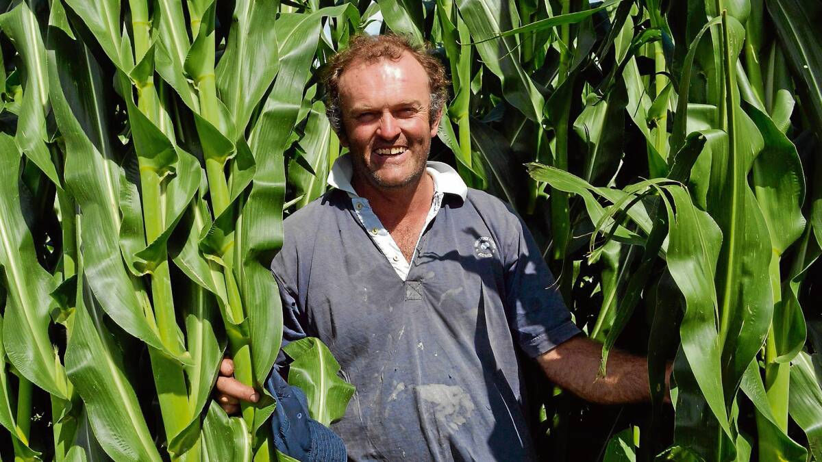 LAND VALUES: Paul Anderson from Hillview on Jindy Andy Lane stands amid the tall corn first planted in November. 