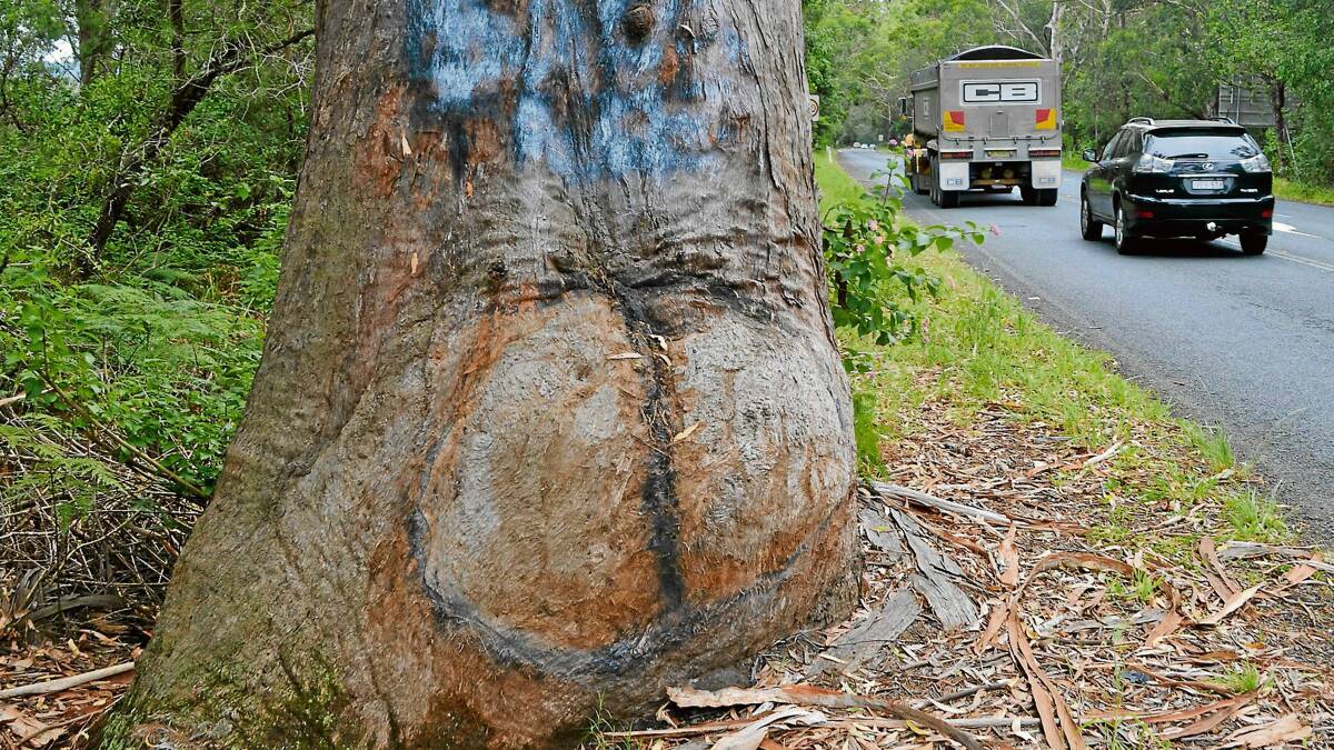 CHEEKY: The Bum Tree near Seven Mile Beach National Park, is under threat from road improvements.