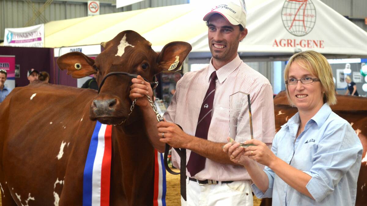 PROUD: Tom Cochrane of Pyree with Kangawarra Stella 3863 receives the junior champion Illawarra heifer at International Dairy Week from Fiona Hanks of Alta Genetics. Photo: ALASTAIR DOWIE