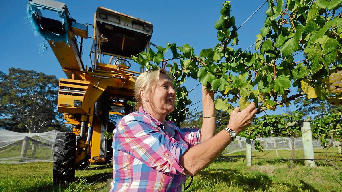 HARVEST: Louise Cole and Gary Peat prepare to harvest their entire vineyard with the help of one very large machine.