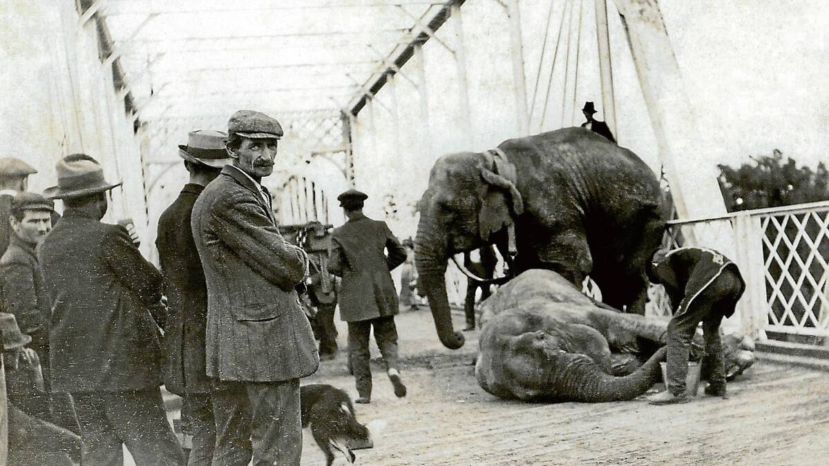 NEVER FORGET: In 1914 Phyllis the circus elephant parked herself on the Nowra bridge, holding up traffic for hours. One version of the story says, in true Australian style, only a washing tub full of beer could move her.  