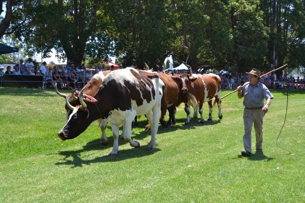 TEAM EFFORT: Ron McKinnon from Tomerong with his popular Working Bullock Team, taking part in the Grand Parade at the Berry Show on Saturday.