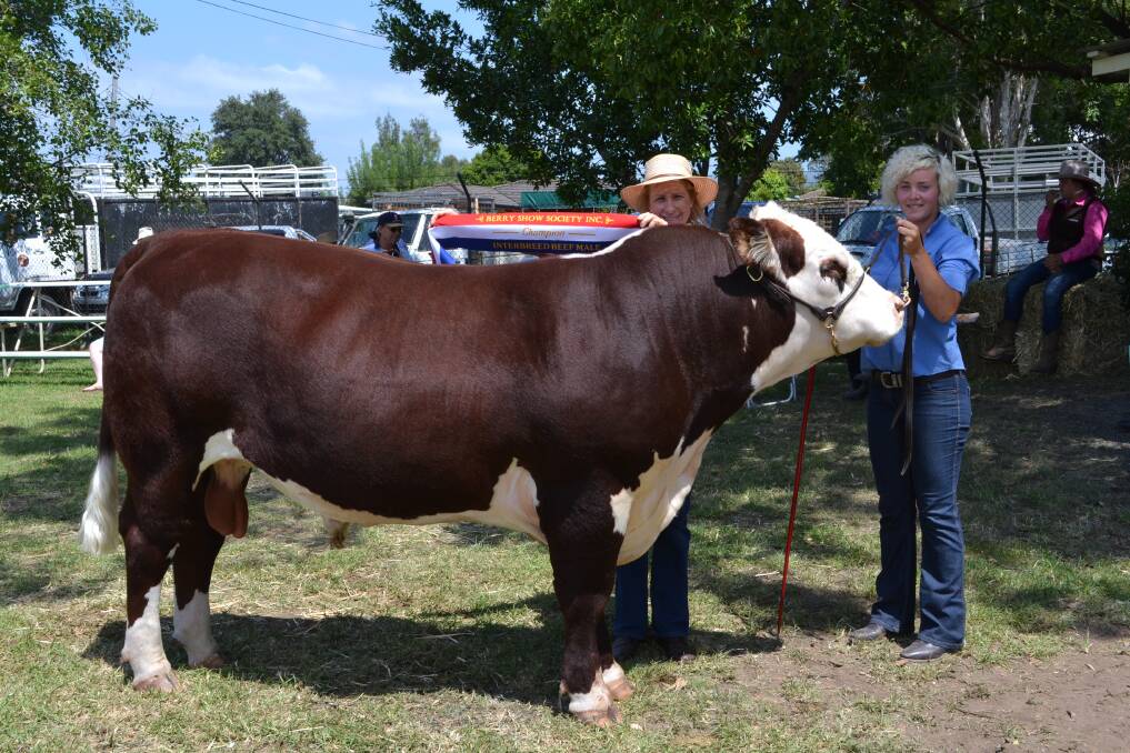 WINNER: Catherine McGoldrick from Jaspers Brush and Taylor Hills from Crookwell with her winning exhibit ‘Cloverlee Gold Digger’ who won the Champion Beef Male class at the Berry Show on Saturday.