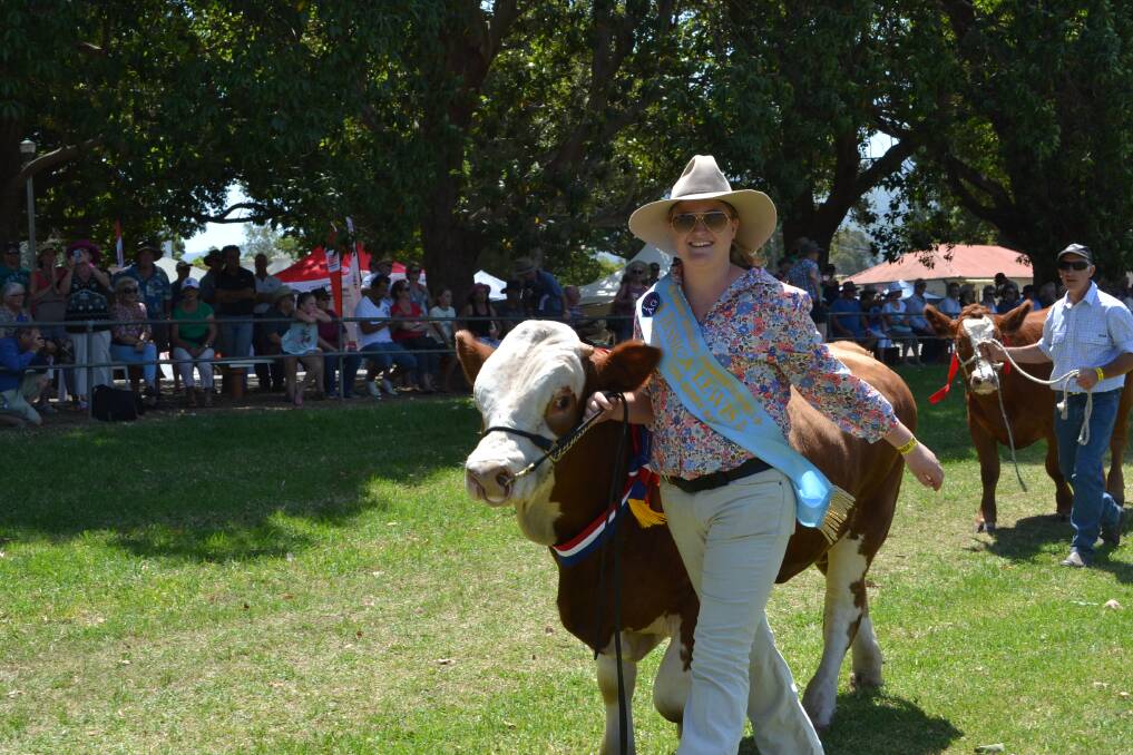 WINNING SMILE: Showgirl entrant and exhibitor Jessica Lewis taking part in the Grand Parade with her young bull ‘JFL Karagundi’ who won Grand Champion Junior Beef Bull class at the Berry Show on Saturday.