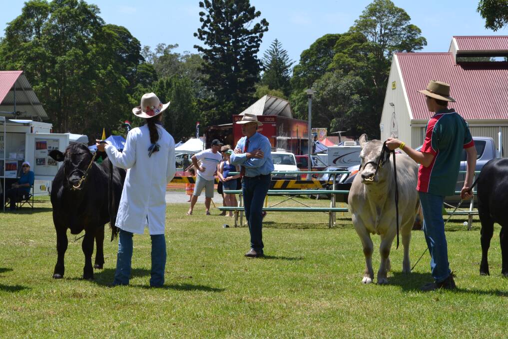 HARD DECISION: Judge Stuart Warden from Livestock Auctioneers, AJ Campbell & Son passes a keen eye over the competition in the Led Heifer or Steer Competition at the Berry Show on Saturday.