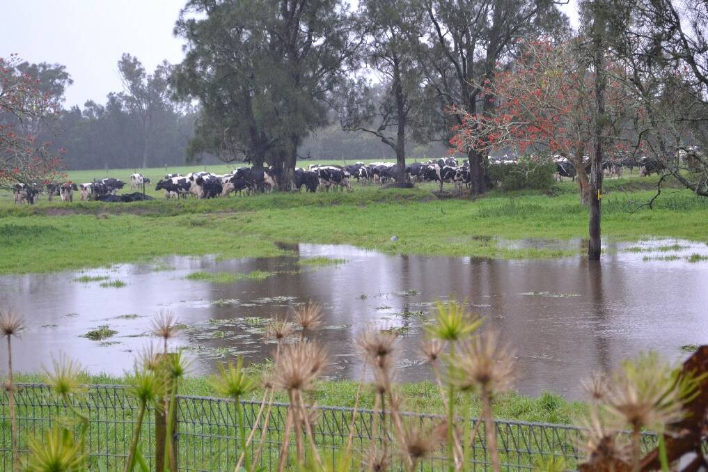 Cows seeking shelter at Brundee