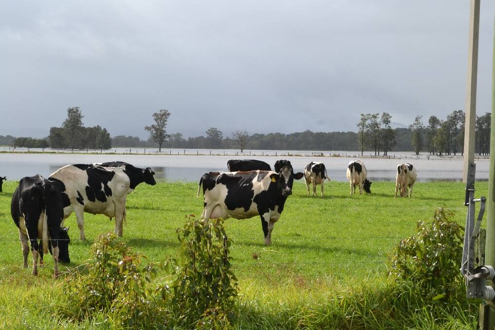 Cattle oblivious to the floodwaters at Bolong