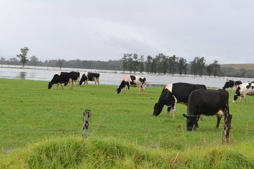 Cattle oblivious to the floodwaters at Bolong