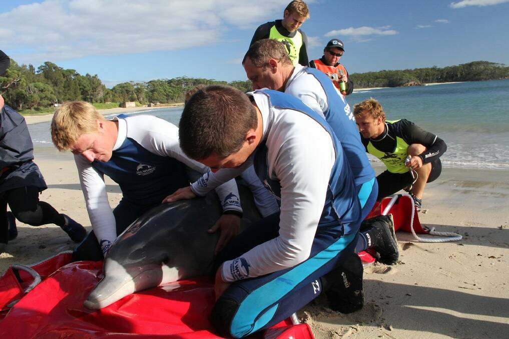 A team of marine mammal experts captured and relocated the lone dolphin that has been frequenting St Georges Basin and Sussex Inlet since September. It was released on Thursday at Bendalong Beach, and was soon seen interacting with wild pods. Photograph: LUCY MORRELL