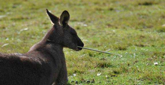 SANCTUARY POINT: A kangaroo has survived being shot with an arrow.