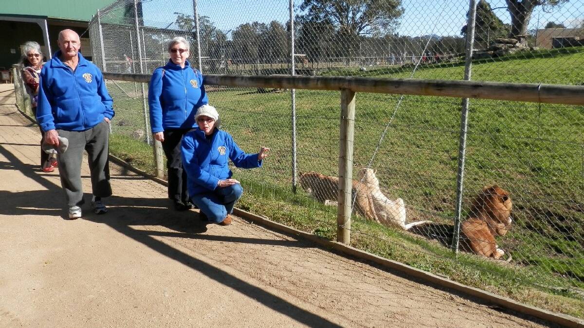 MOGO: Susanne Robertson, Jock Rollings, Adrianne Waterman, Ros Barr, from the Narooma Lions Club, check out head lion Mac and his family at Mogo Zoo who they are sponsoring.