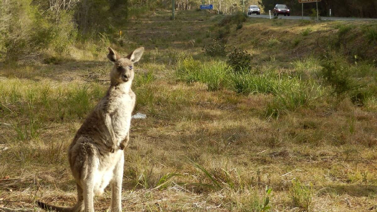 BEGA: While kangaroos are a common hazard to Far South Coast motorists, a Bega Valley Shire Council ranger had a lucky escape after colliding with a large deer.