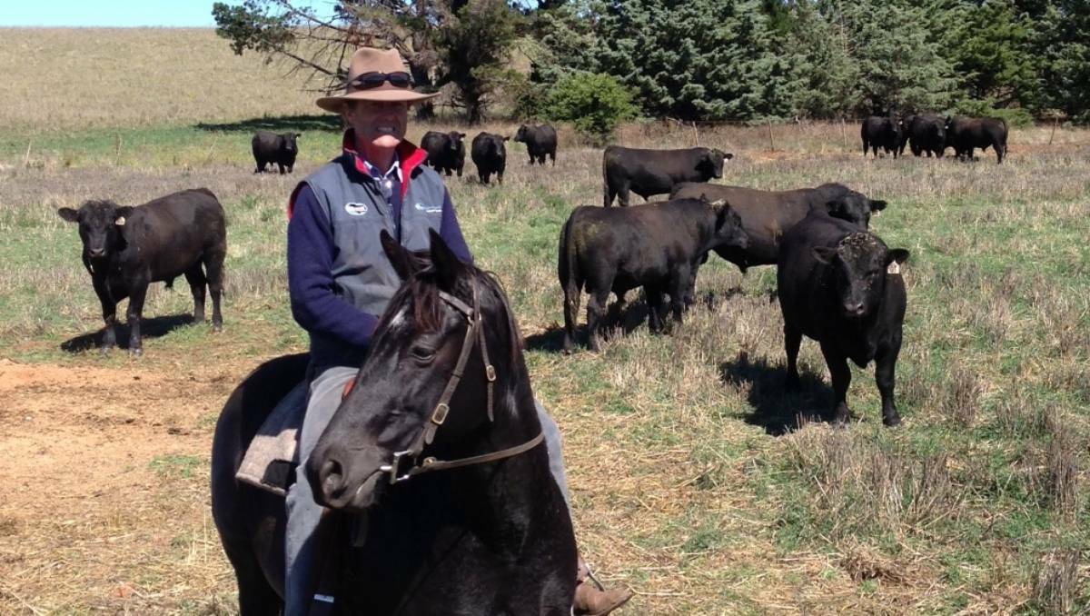 Hazeldean principal Jim Litchfield with some of the stud bulls the Hazeldean property in Cooma.