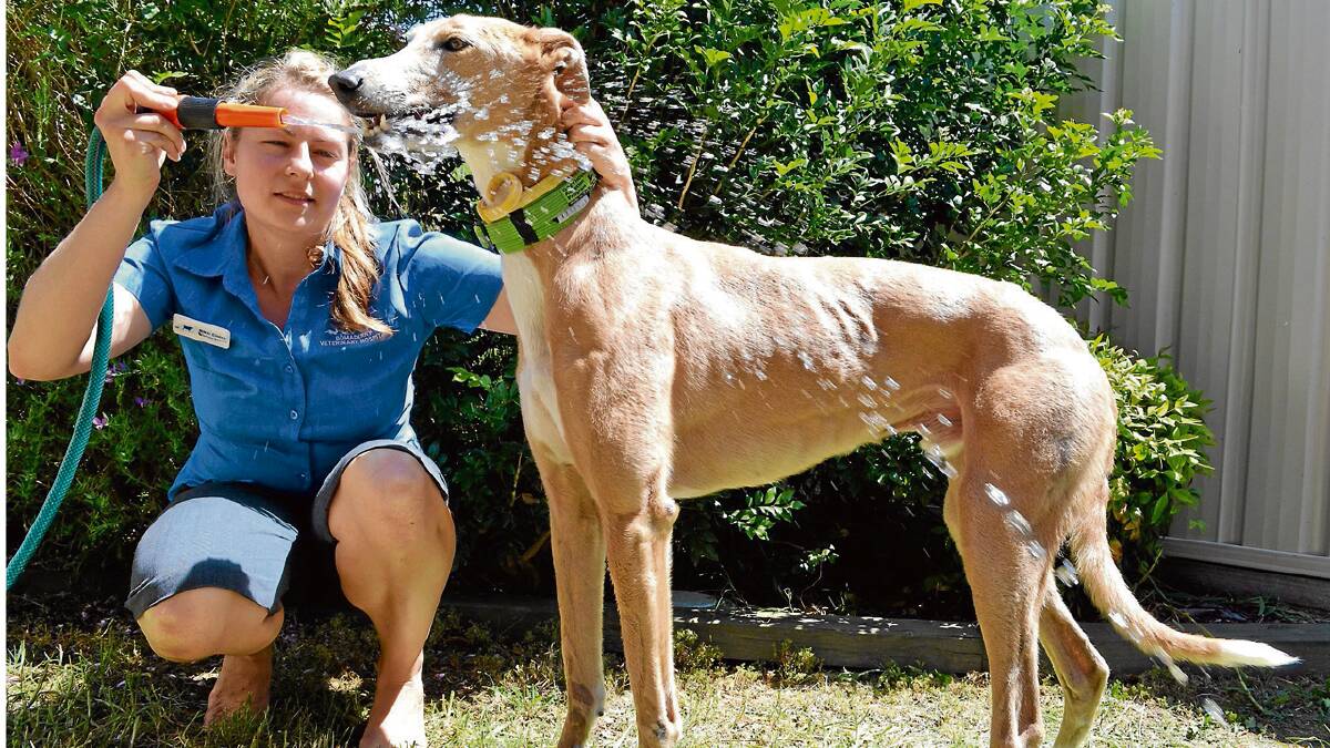 HELPING HOUND: Veterinarian Dr Rikki Ciolek from Bomaderry keeps her dog Galileo cool in the hot weather.