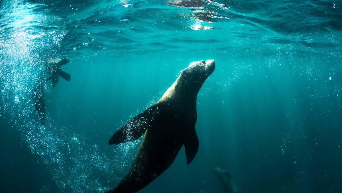 A seal about to breach the surface of the water in Jervis Bay.