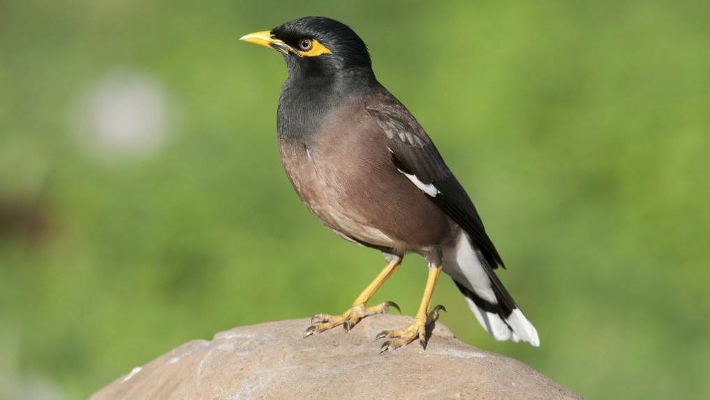 RATS OF THE SKY: The Myna was voted the Shoalhaven's least favourite bird by 57 per cent of respondents at last count in a 2019 South Coast Register poll.