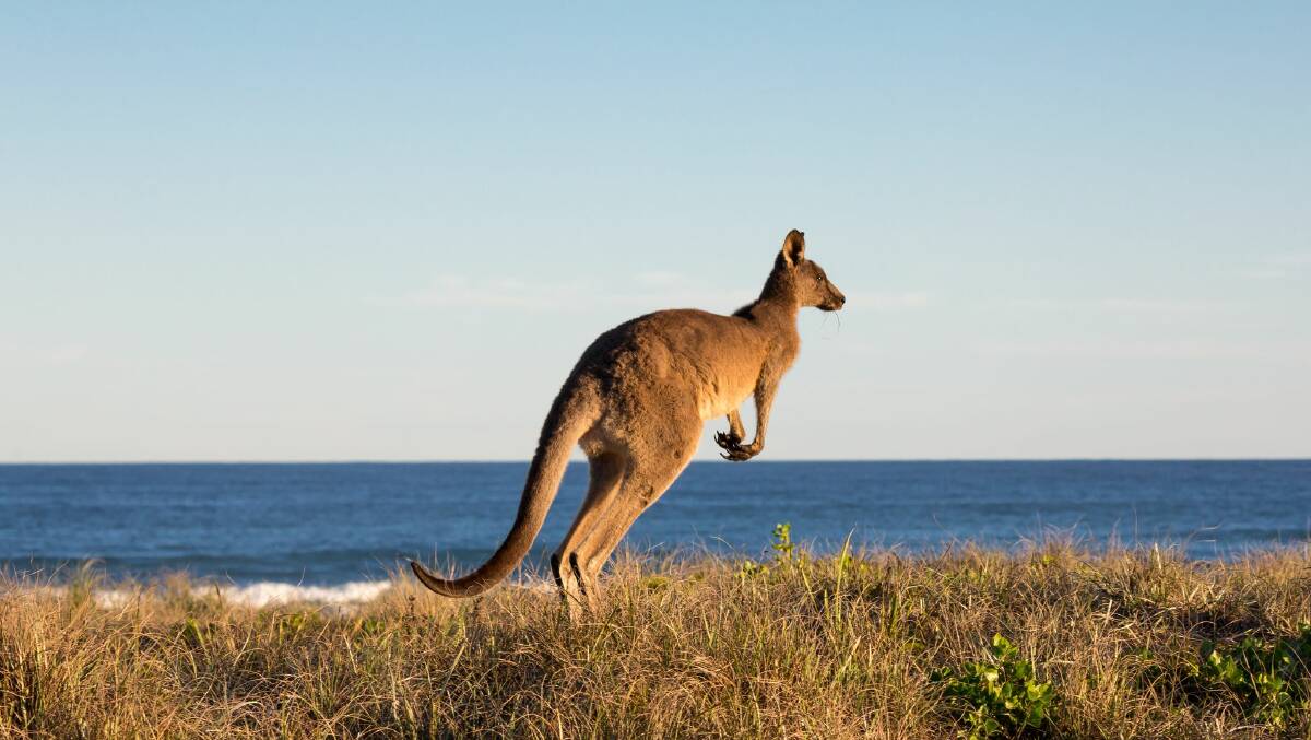 A kangaroo traversing the Berrara coastline.