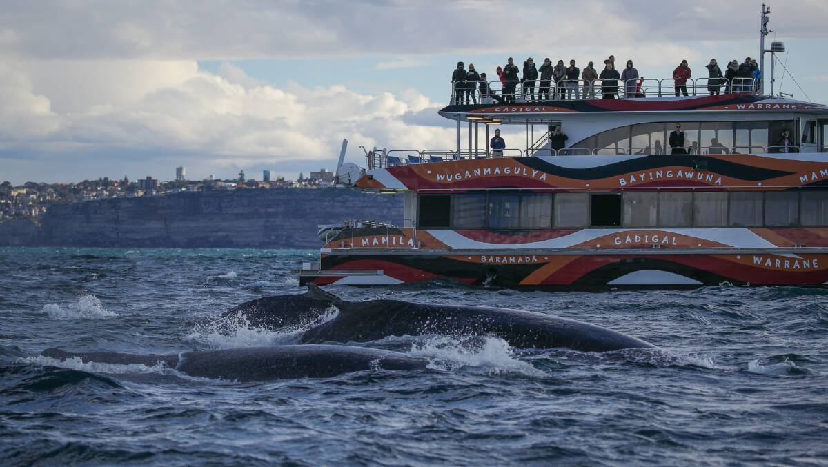 The Aboriginal Whale Watching will provide Sydney's iconic whale watching experience through a focus on the importance of whales to Aboriginal culture. 