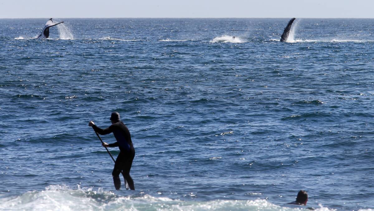 Whales at play off Shellharbour. Picture from file