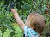 Taste of the coast: Go blueberry picking or stop by a farm gate to try the freshest produce. Photo: Supplied