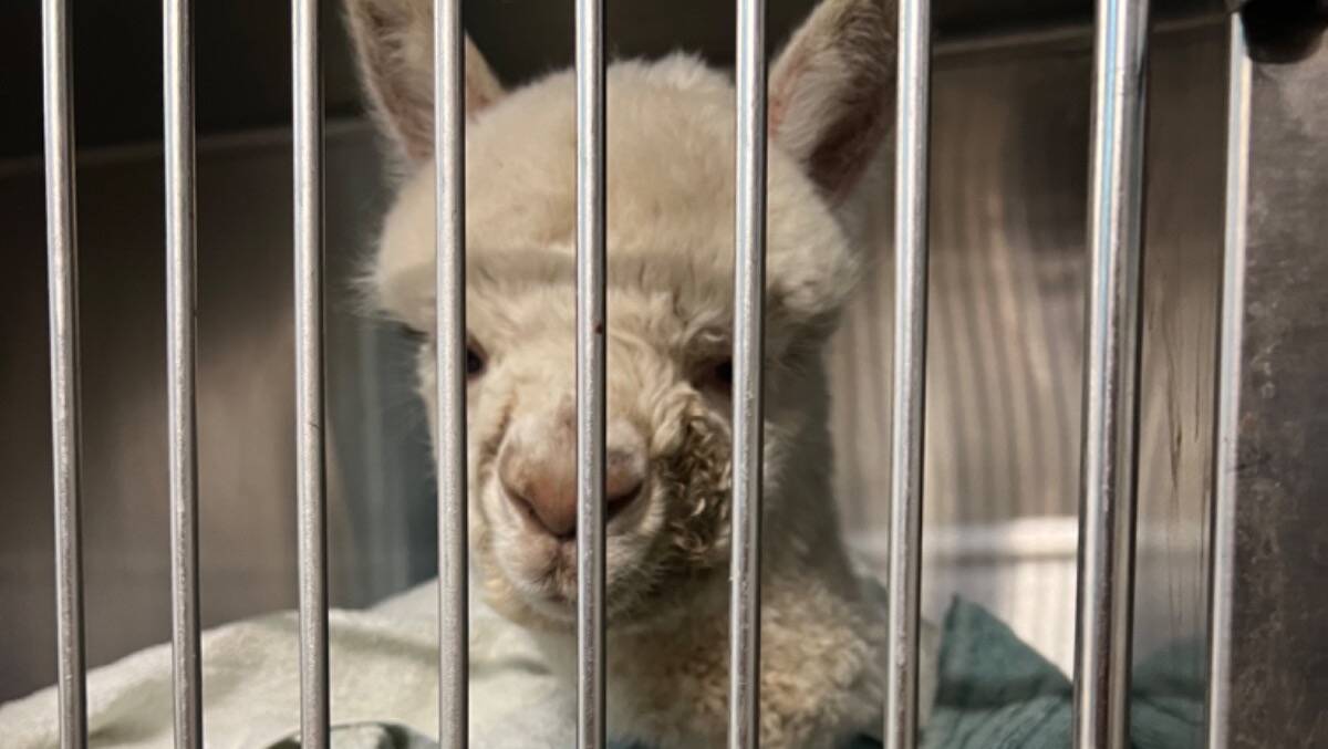 Sunny the alpaca recovering at a Kiama vet clinic post-surgery. Picture: supplied.