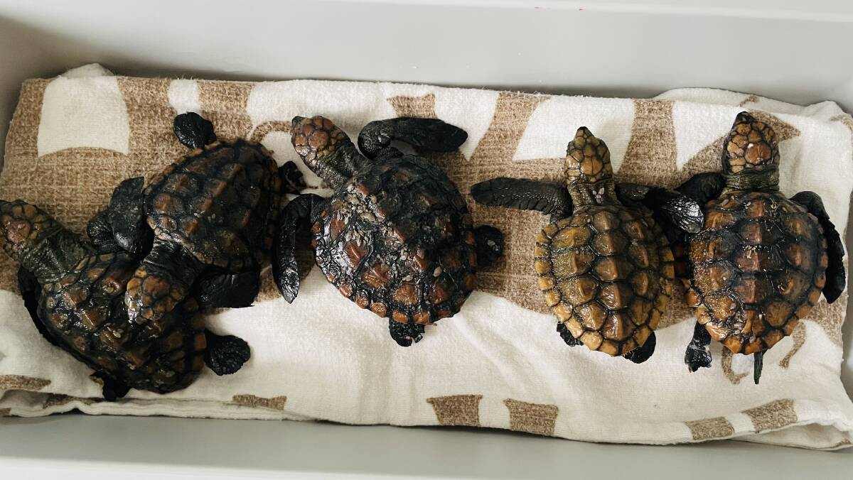 WASHED UP: Seven loggerhead turtles have been found along South Coast beaches. Image: supplied by the Australian Seabird Rescue.