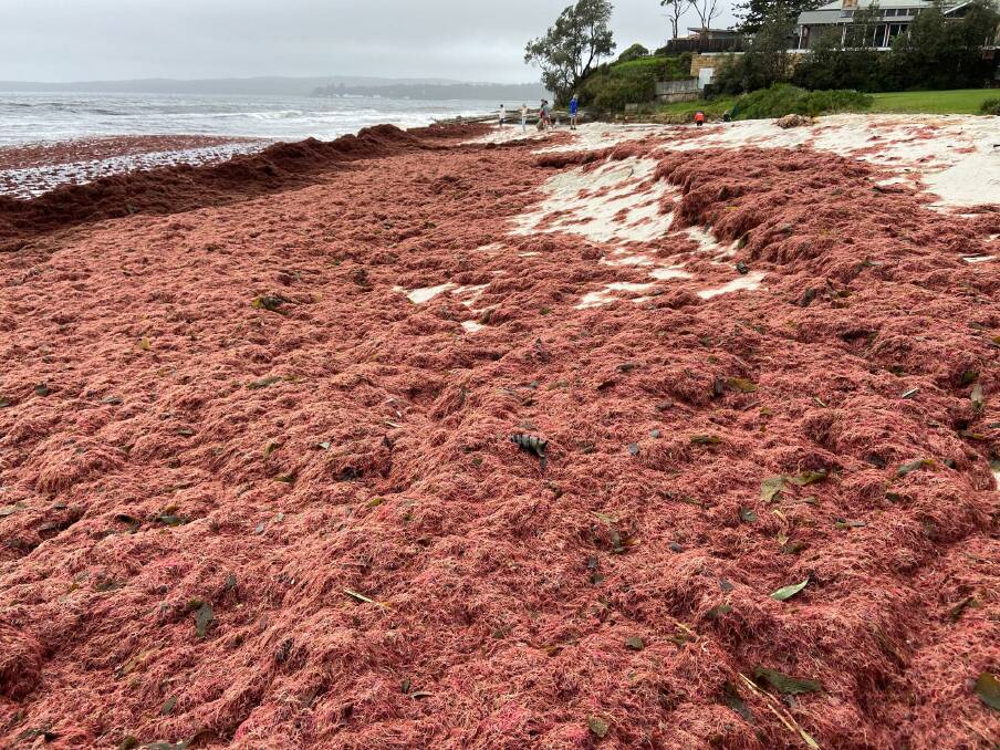 SEA OF RED: Hyams Beach was still covered in red seaweed on Tuesday, March 8. Image: Leah Dwyer.