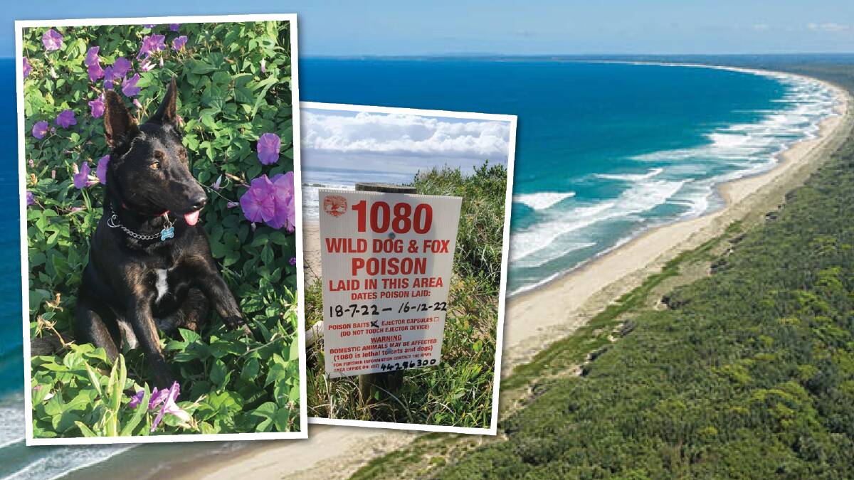 Slinky the rescue kelpie pictured in Dee Why, and one of the bait signs near Seven Mile Beach. Pictures supplied by David Palmer.