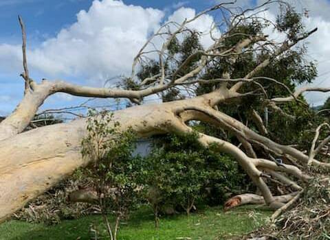 45 DEGREE RULE: Councillor Paul Ell, who has been vocal in his support for retaining the rule, said trees came down over the home of a a 90-year-old North Nowra resident during the recent weather event. Image: supplied. 