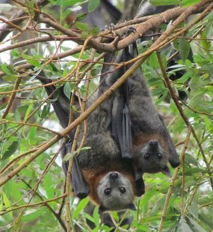 Residents in Tapitallee, Bomaderry, Vincentia, Callala Bay and Ulladulla reported dead flying foxes in their backyards over the weekend. File image.