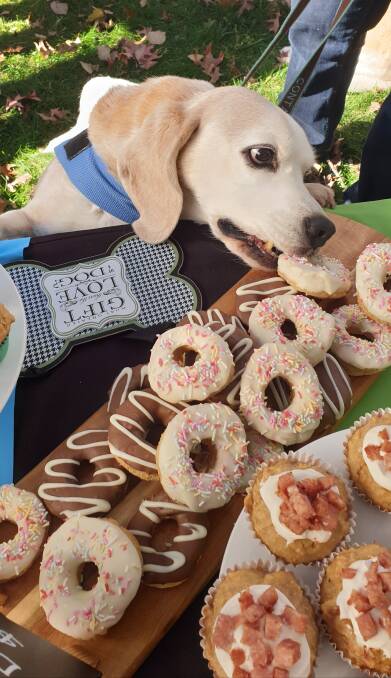 Puppies munching into treats made by Amanda Mackay. Images: supplied.