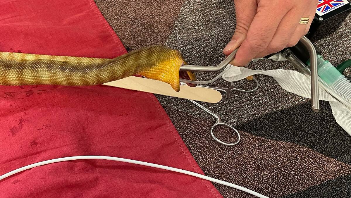 Lilith the Woma python got herself into a pickle a couple of nights ago. Images supplied by North Nowra Veterinary Hospital.