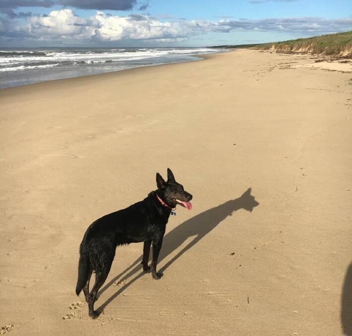 Slinky and David would frequent Seven Mile Beach - pictured prior to November 1 before his last walk on the sand. Picture supplied.