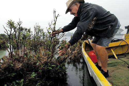 MANGROVE MAN: The instigator of saving the river's banks was Charlie Weir, affectionately known as Old Man River or Mangrove Man, who sadly passed away at 93 in May this year.