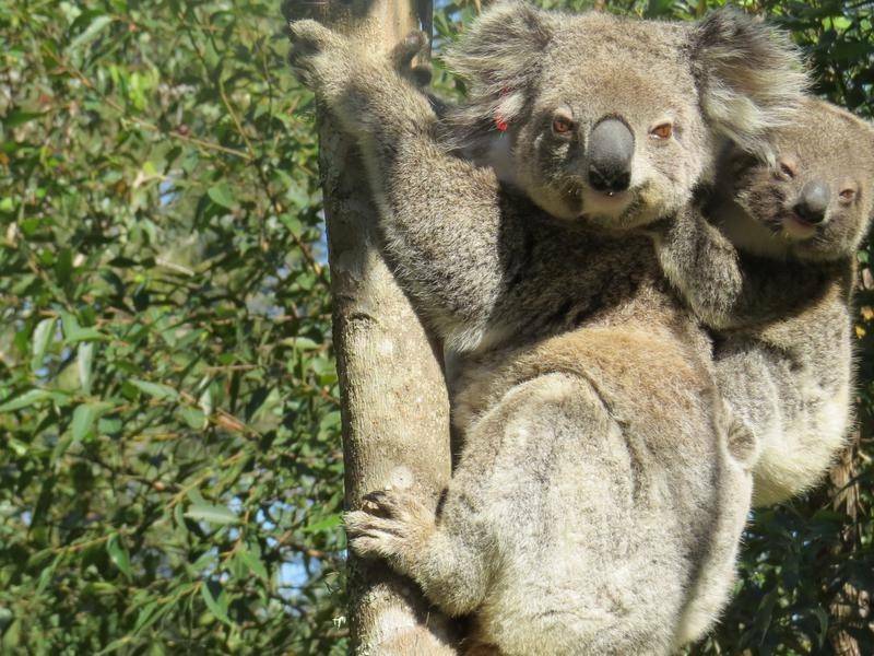 KOALA POPULATION DWINDLING: New data from the Australian Koala Foundation deems koalas extinct in the Gilmore electorate. File image.