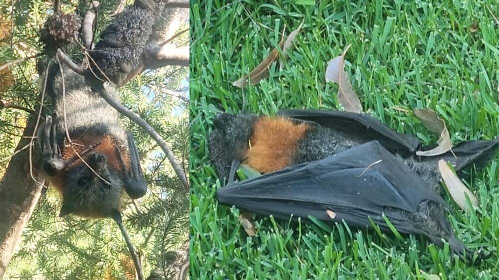 FLYING FOXES FOUND: Callala Bay resident Kaye Maree said she found two dead flying foxes in her backyard over the past couple of days, with another alive hanging very low in a Banksia tree. Images: supplied.
