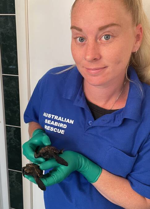 TURTLES IN CARE: Rescuer Lauren Manning-Darby with some of the hatchlings. Image: supplied.