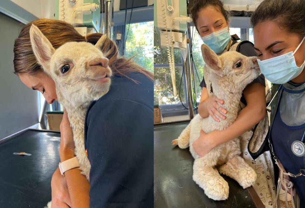 Kiama's beloved baby alpaca Sunny recovering from lifesaving surgery