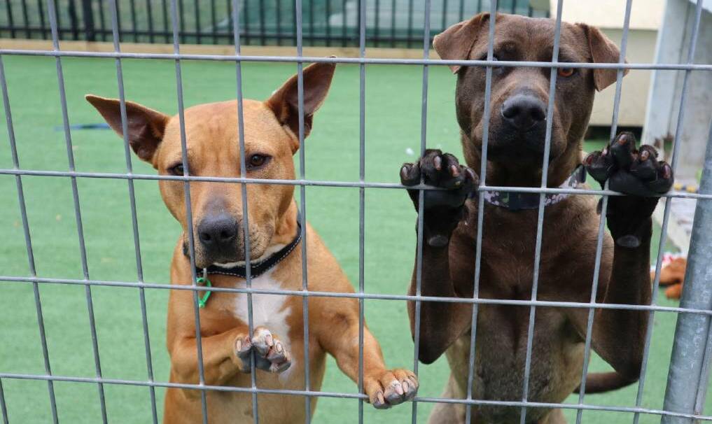 FURRY FRIENDS: New laws will come into effect from August 25 putting an end to blanket bans on pets in strata buildings. File image of Bridgett and Sally at the Shoalhaven Animal Shelter. 