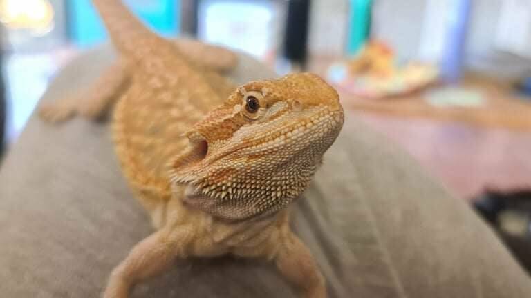 NEW FRIEND: Claire Merivale received a bearded dragon for her 11th birthday. Image: supplied.
