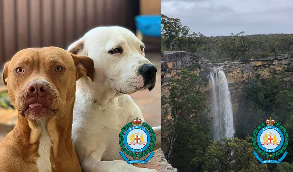 APPEAL: The two dogs are described as being a tan male Staffordshire Bull Terrier and a white female Staffordshire Bull Terrier cross. Image: RSPCA NSW. 