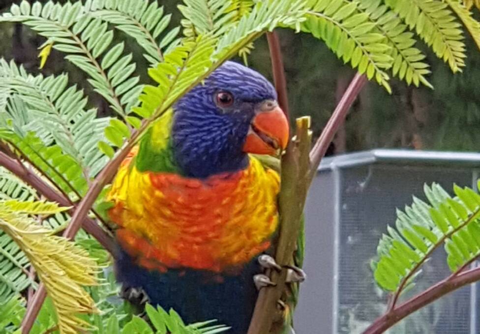 A rescued and recovering rainbow lorikeet in care with the WIRES Mid South Coast branch. Photo: Janelle Renes