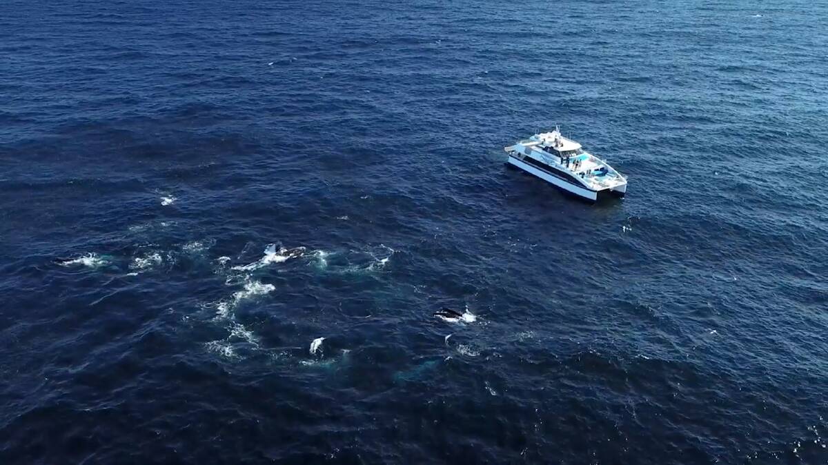 Crew members from Sapphire Coastal Adventures were on a routine training day when they witnessed the feeding frenzy off the coast of Bermagui on the south coast of NSW last Thursday. Source: David Rogers Photography