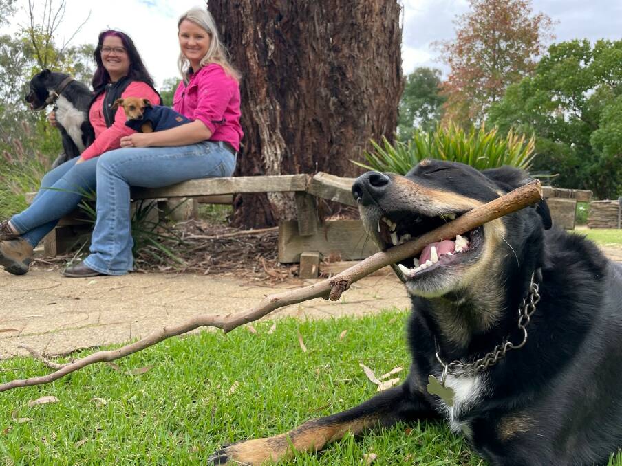 IT'S A DOGS LIFE: TAFE NSW animal studies teachers Tamara Percival and Sarah Sutherland say beloved pets like Nash (foreground) are the focus of a new TAFE NSW animal first aid webinar.