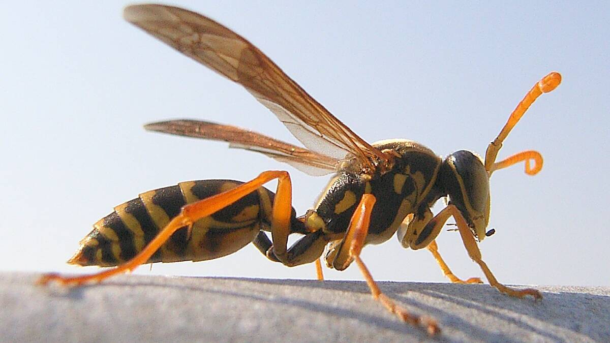 The Chinese Paper Wasp (Polistes chinensis var antennalis). Picture supplied.